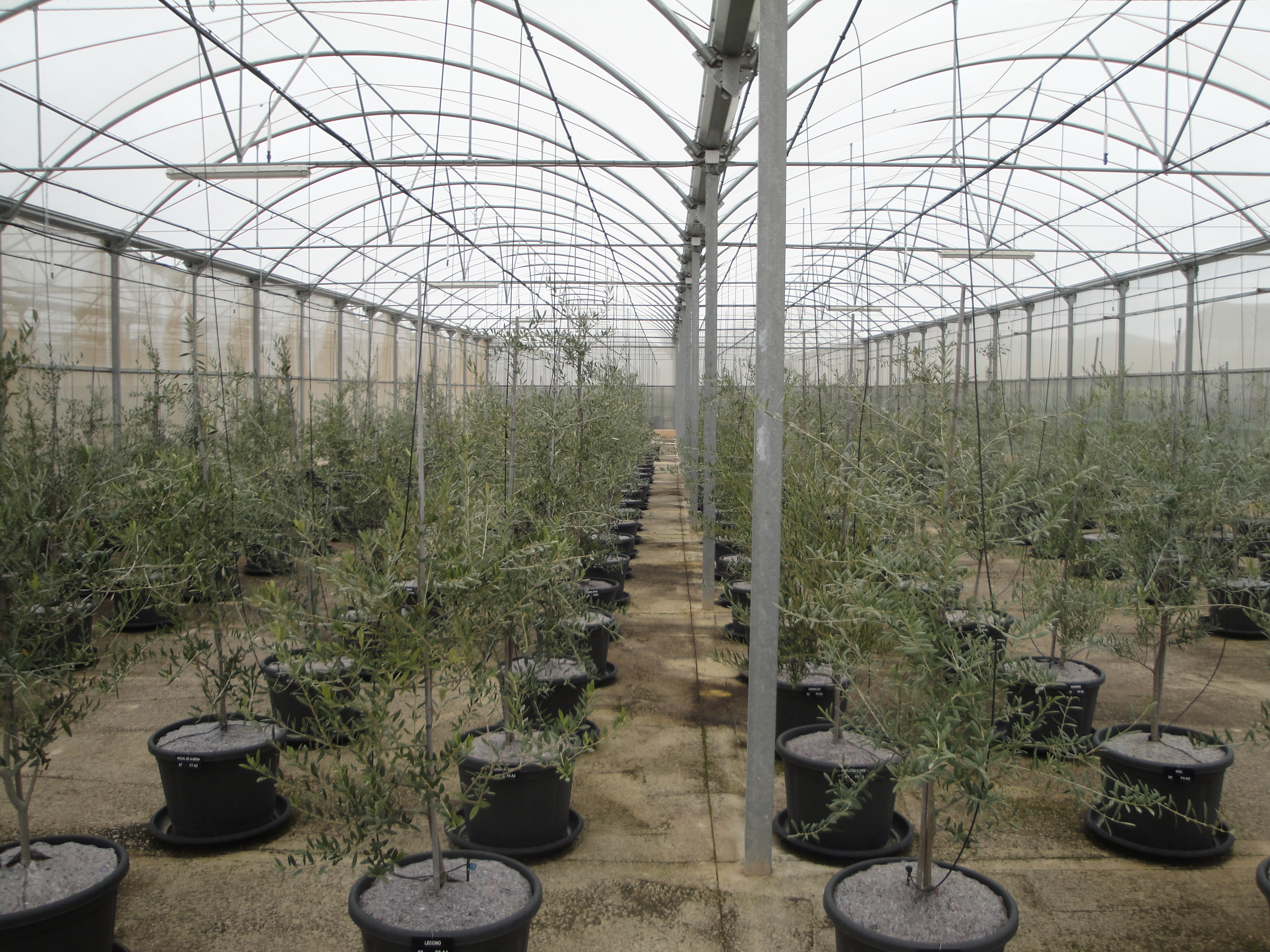 ЦЕЛИ И НАПРАВЛЕНИЯ ДЕЯТЕЛЬНОСТИ